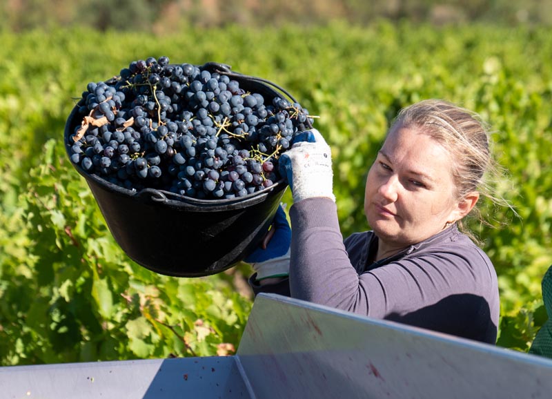 P1196097 falmet vendanges 2024 1