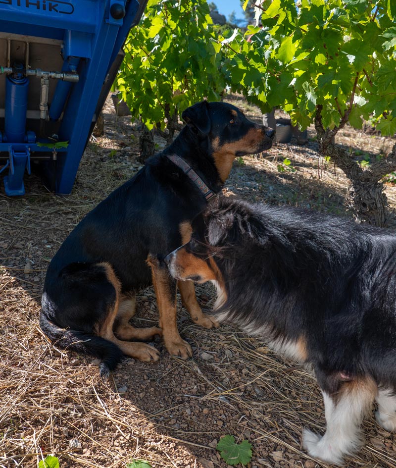 P1196438 falmet vendanges 2024 1