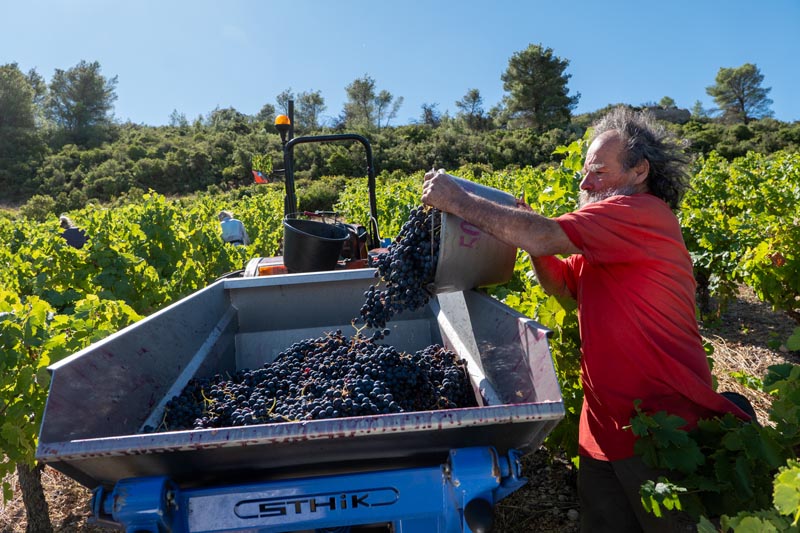 P1196460 falmet vendanges 2024 1