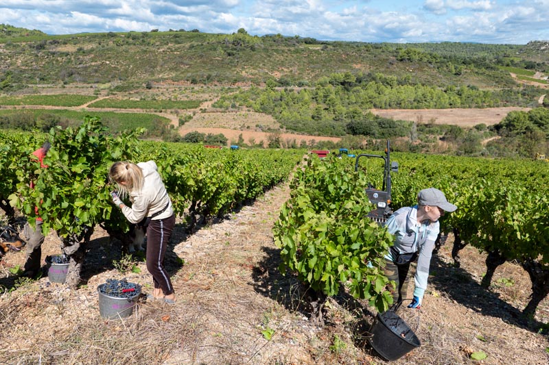 vendanges manuelles