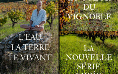 Mini série vidéo : Au coeur du Vignoble